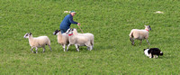 English National Sheepdog Trial 17/8/14 (Sunday)