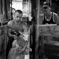 Shearing with a legend