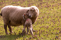 Lambing for Groombridge's