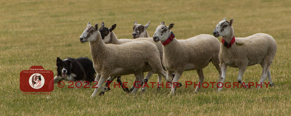 S136 - Mr J Howard with Lad (343138)