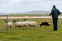 Scarista 12/7/16 - Gallery 2